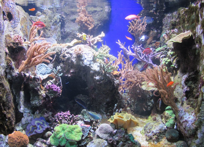 Aquarium des Lagons Nouvelle Caledonie (www.tripadvisor.com/nicole)